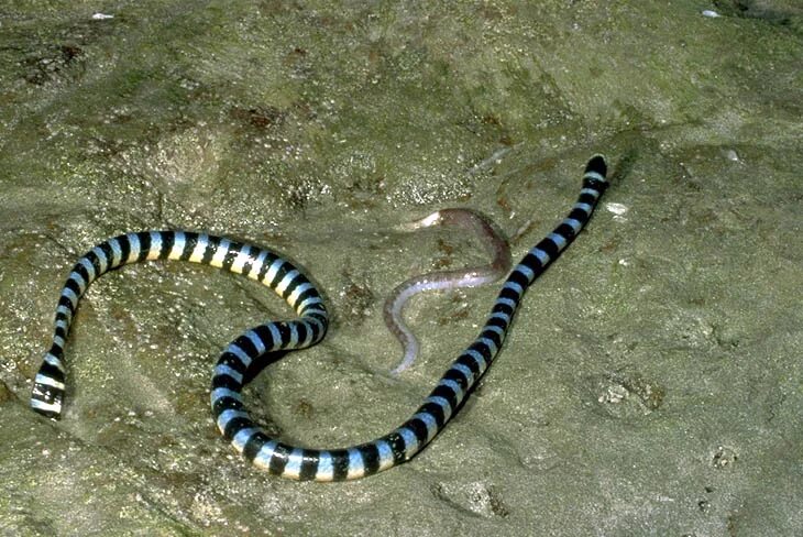 Челюсть панды. У какого животного 1 зуб. Зубы шимпанзе. Корова с открытым ртом. У какого животного 1 зуб.