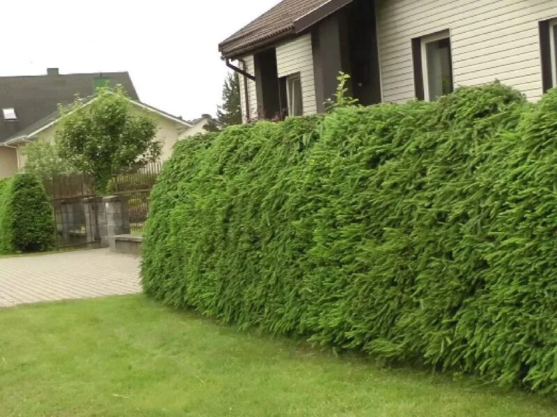 Живая изгородь туя сосна ель. Забор из ели. Забор из ели. Можжевельник самшит кизильник. Carpinus betulus изгородь.