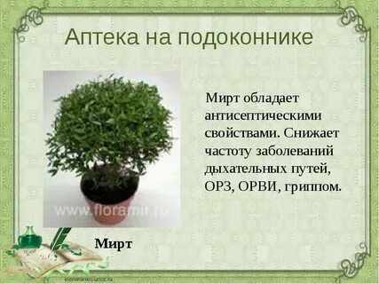 Полезные свойства комнатных растений