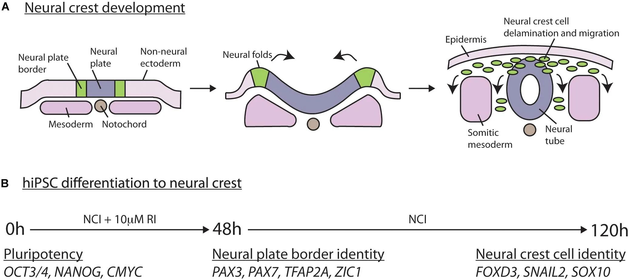 Neural development. Neural crest. neural crest cells. migration of neural crest cells. cell differentiation neural crest cells.