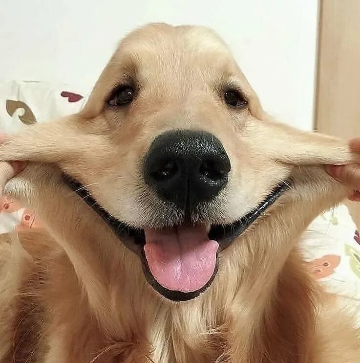 Смешное собачье
