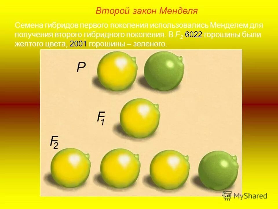 Грегор Мендель моногибридное скрещивание. Желтые семена х зеленые семена монгибридное скрещивание. 2 Закон Менделя опыт с горохом. Закон Менделя генетика горох. Получение гибридов на основе соединения