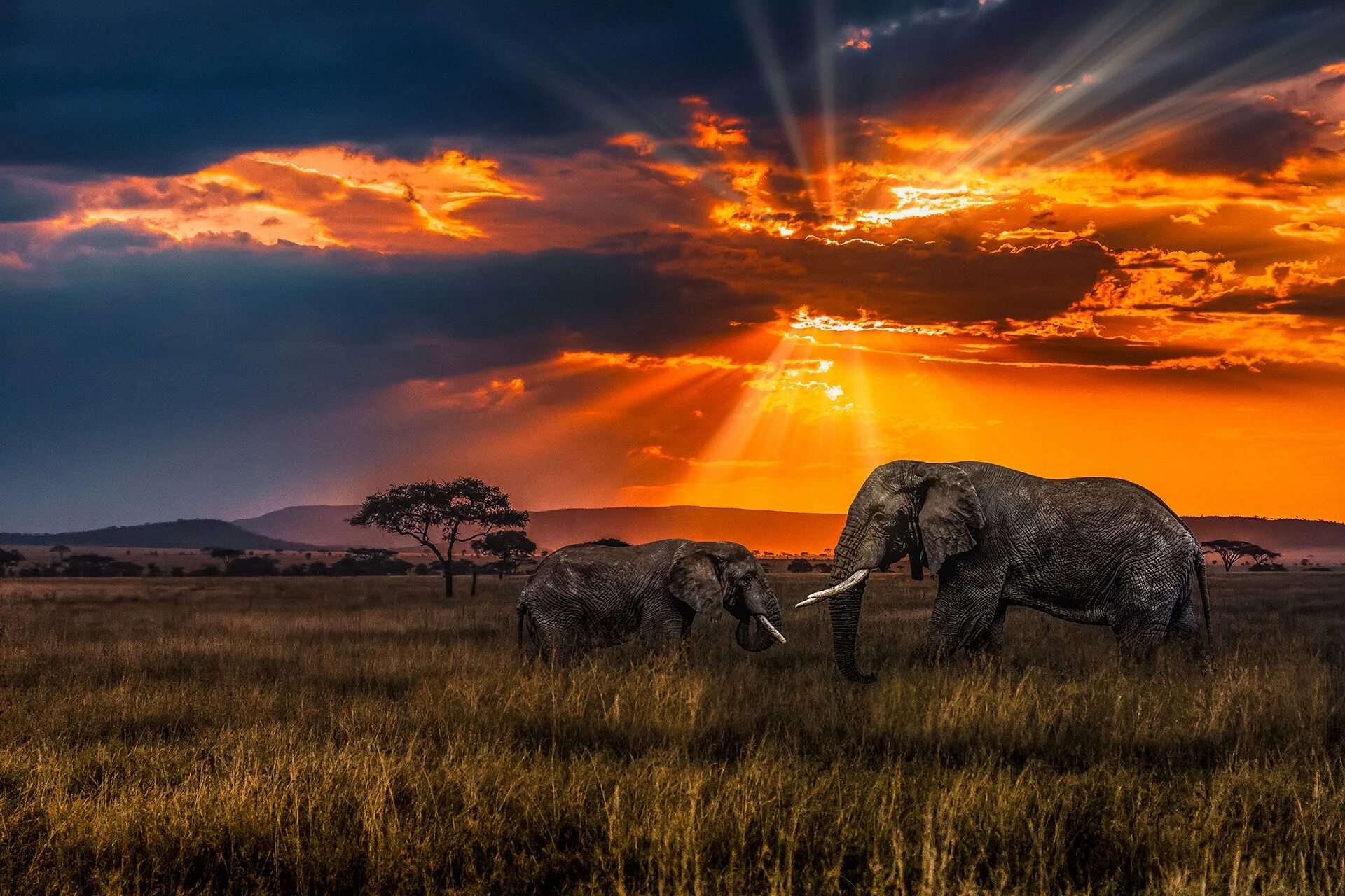 Жизнь в саванне. Жизнь в саванне. Африканское сафари юар. Африка килиманджаро баобабы. Зимбабве саванна.