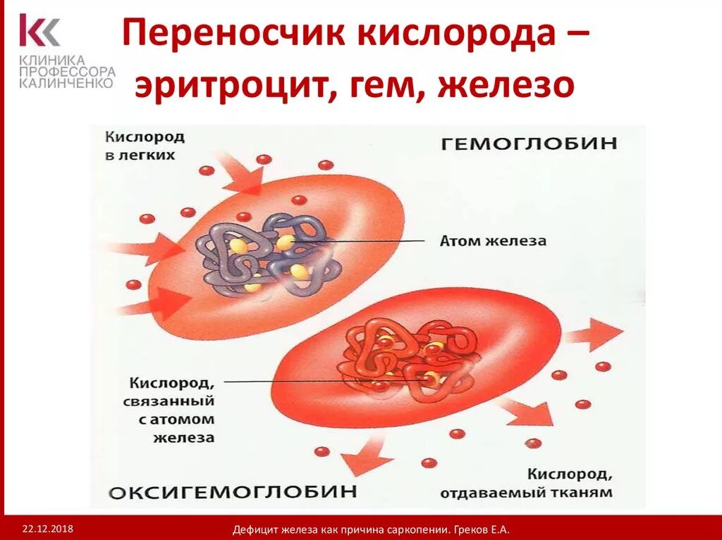 Гемоглобин соединяется с кислородом. Соединение гемоглобина с кислородом. Эритроциты гемоглобин железо. Соединения гемоглобина в крови. Соединение кислорода в крови