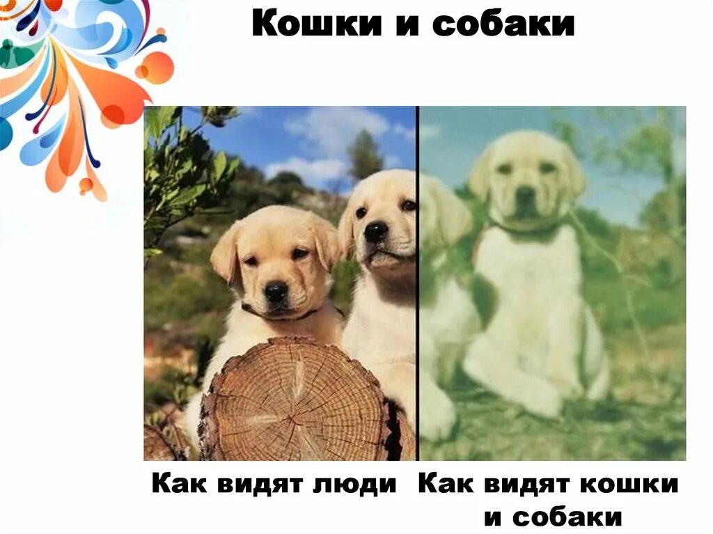 Ученые объяснили, почему собаки видят то, чего не видим мы / AdMe