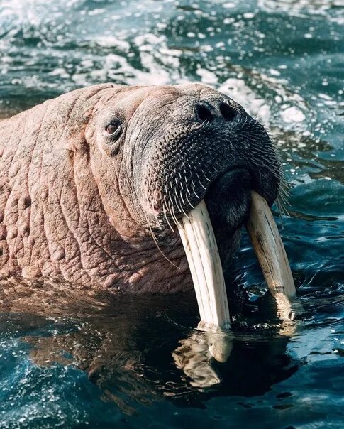 All Canada Photos: Odobenus-rosmarus-rosmarus Walruses Tusk. Art Print Walrus, A
