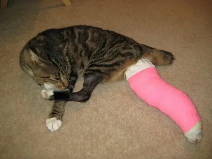 Leg cat