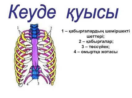 Үй жағдайында жыныстық қатынас