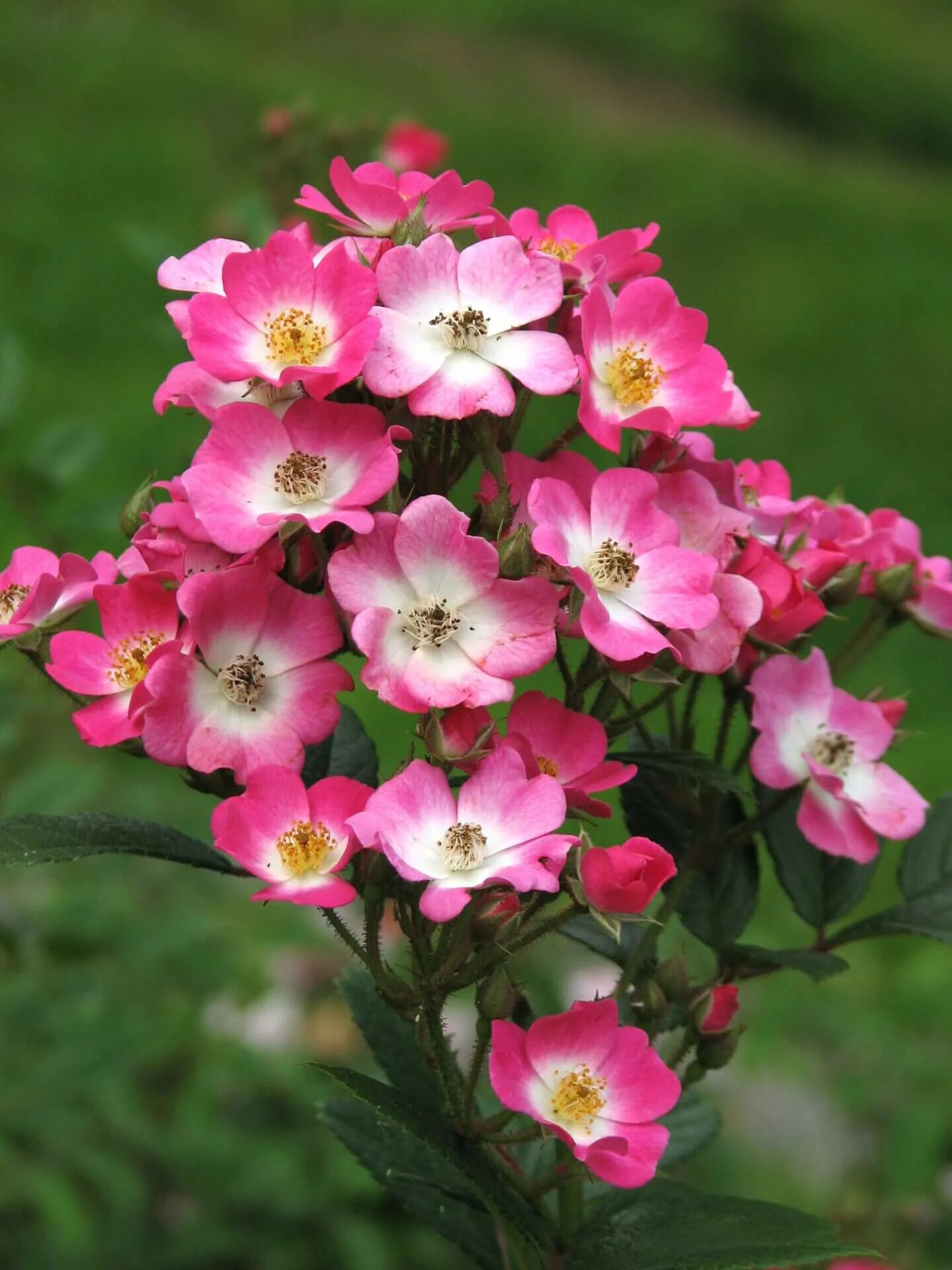 роза мускусный гибрид моцарт. роза динго мускусная. роза моцарт мускусная роза. роза мускусные гибриды балерина. мускусные розы описание сортов.