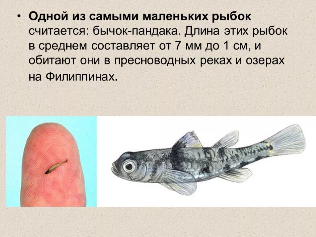 Самая малюсенькая рыба в мире. Крошечный длина. 5 миллиметров это сколько. Длина наибольшее. Отношение на меньше на длину.