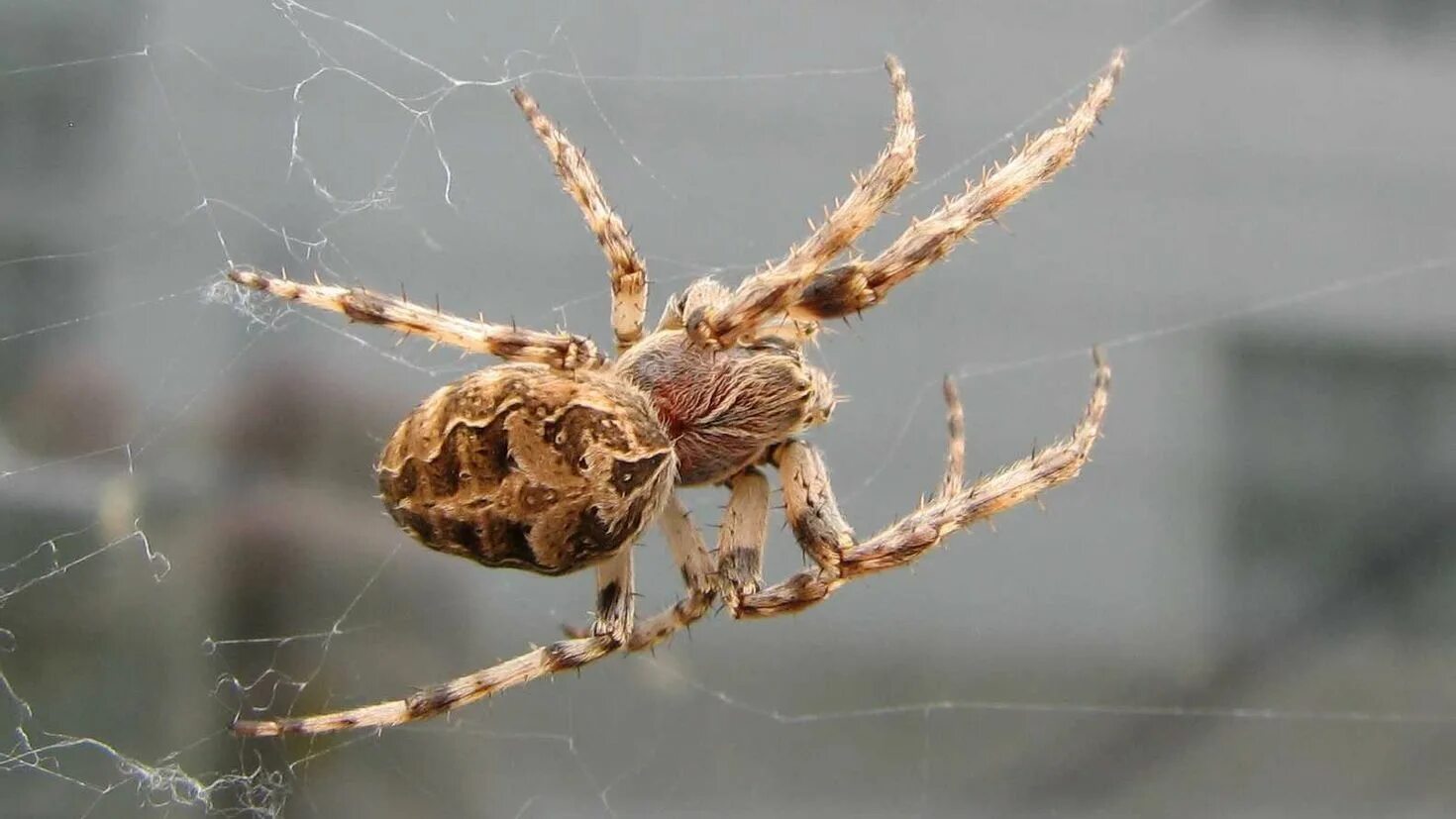 Все пауки. Паук Larinioides sclopetarius. Паук коричневый крестовик. Пеньковый паук. Пауки Самарской области.