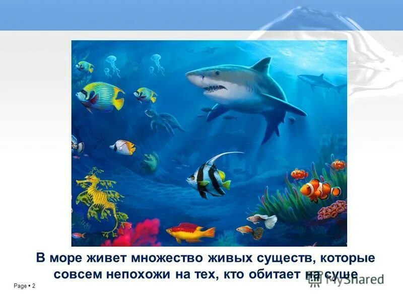 Живые существа. Животные африкиафрики. Разнообразие животных. Множество живых существ. Разнообразный животный мир.