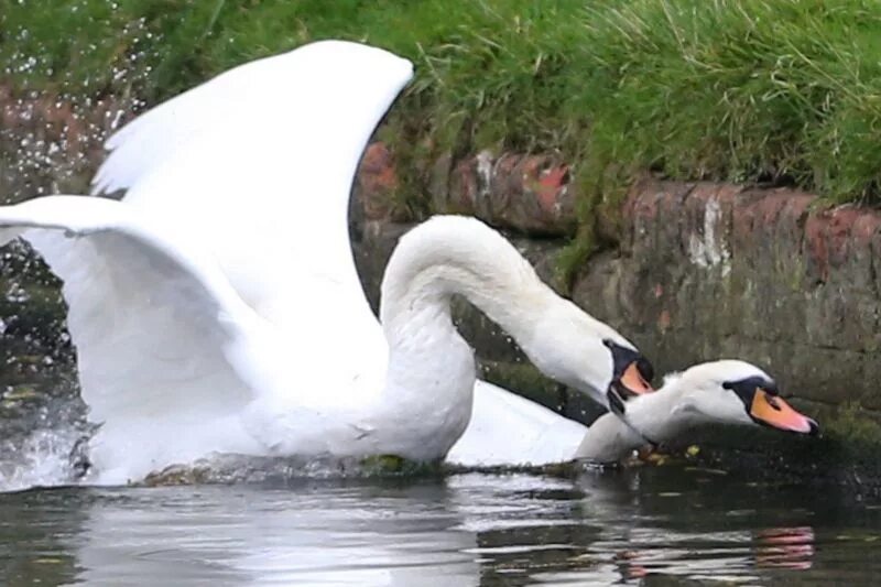 Лебедь нападает. Лебеди дерутся. Лебеди дерутся. Лебедь атакует. Гусь нападает на человека.