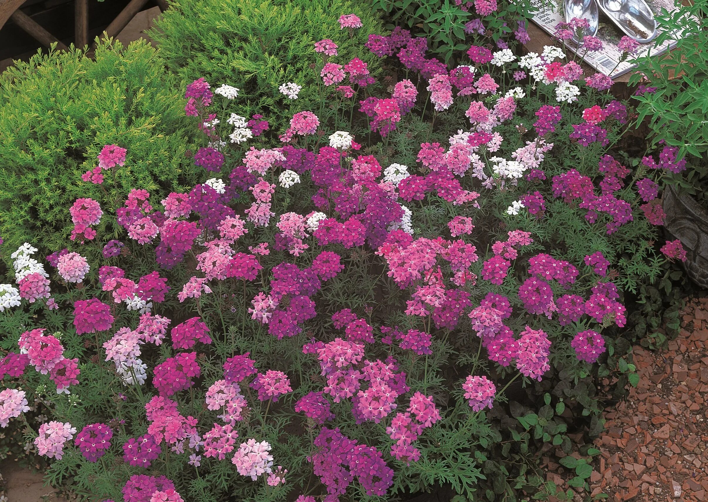 Вербена полив. Вербена цветок. Как правильно посадить вербену. Вербена ампельная рассада. Как правильно посадить вербену.