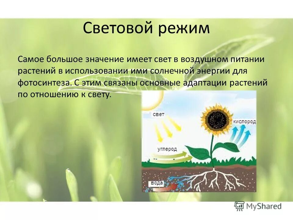 какое значение для организмов имеет светового дня