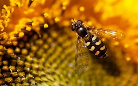 The sun in the east bees honey