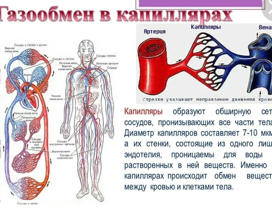 Кровеносная система сосуды артерии вены. Строение сосудов артерия Вена капилляр. Биология 8 кл. Большой и малый круги кровообращения. Артерии и вены схема. Кровь направляется к легким