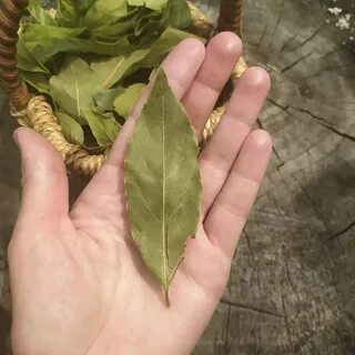 Лавровый лист отпугивает