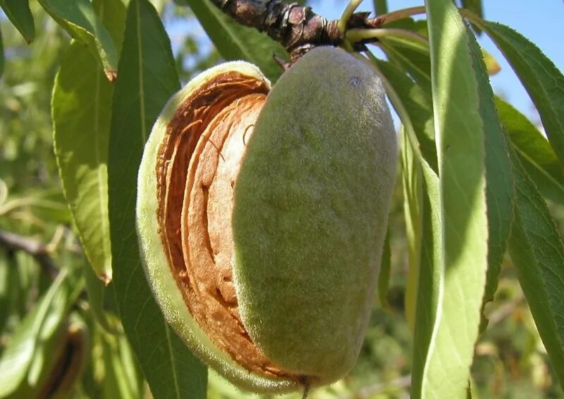 Миндаль обыкновенный (Amygdalus communis). Миндаль Никитский 62. Миндаль Никитский дерево. Миндаль обыкновенный Никитский.