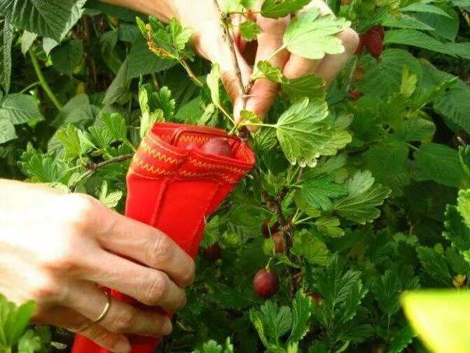 Как быстро собрать смородину с кустов