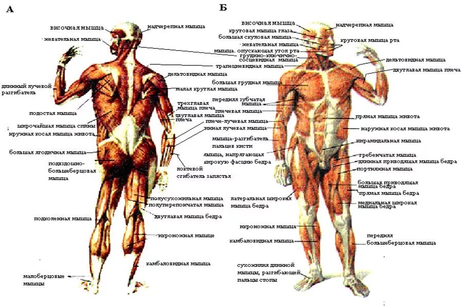 Мышечный скелет человека с названиями. Схема мышц спереди. Главная мышца тела