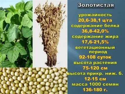 Сорта сои характеристика