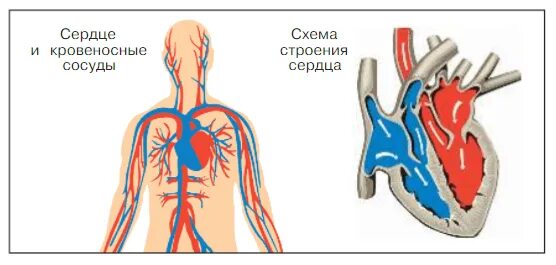 Кровообращение проект окружающий мир 3 класс Презентация "Кровь и кровообращение" (7 класс) по биологии скачать проект