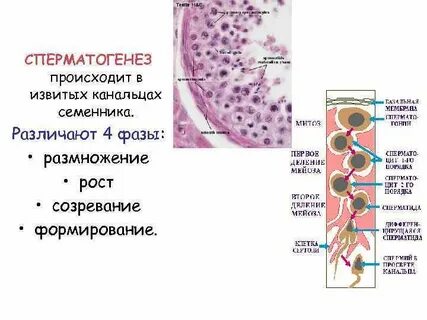 В извитом канальце происходит