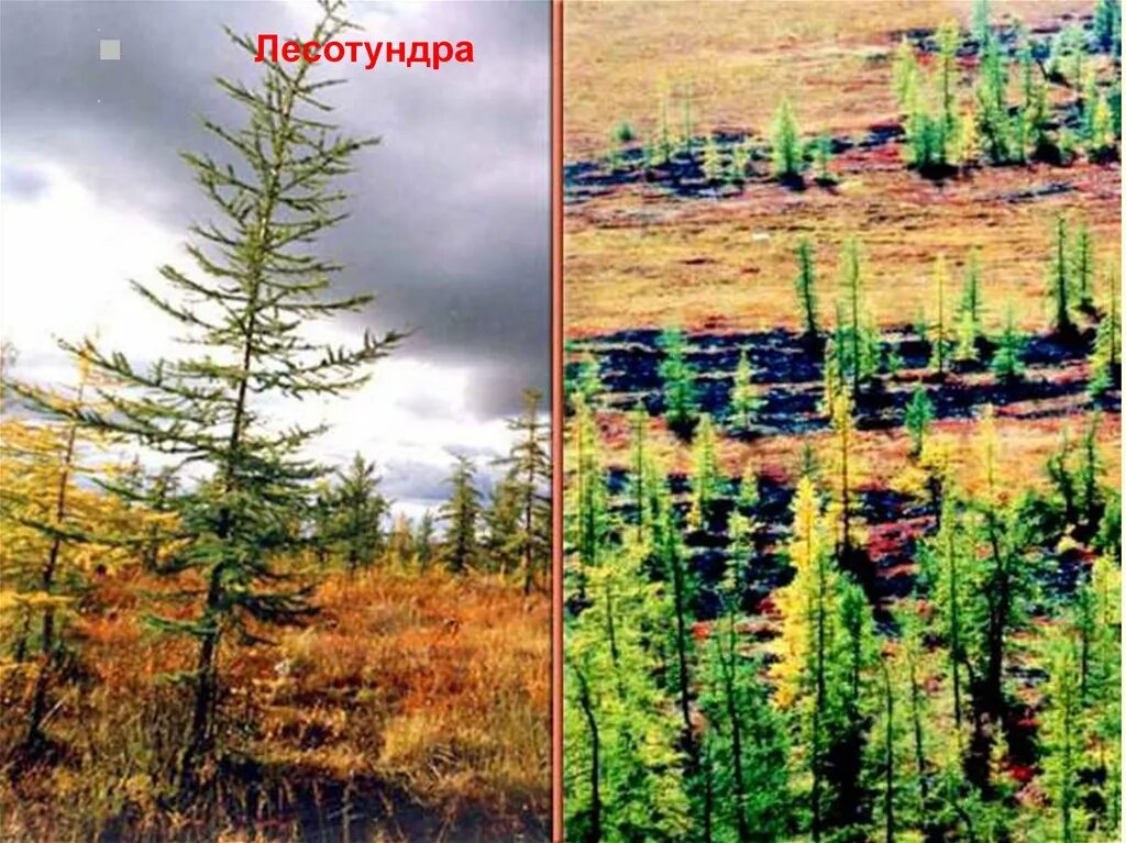 Сравнить растительность тундры и тайги. Зона лесотундры растительный мир. природные зоны тайга и тундра. тундра лесотундра тайга. тундра тайга саванна.
