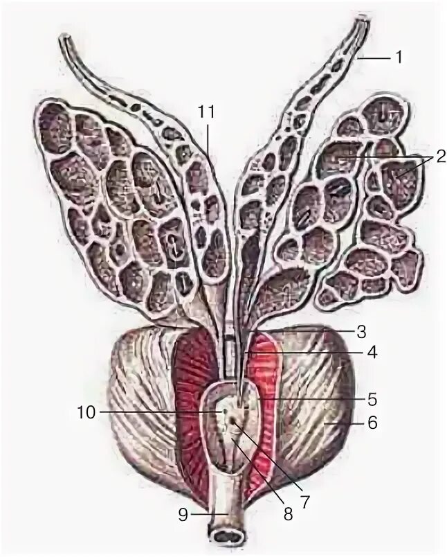 Семенные пузырьки железы. Простата семенные пузырьки анатомия. Семявыносящий проток и семенные пузырьки. Проток семенного пузырька анатомия. Семявыбрасывающий проток предстательной железы.