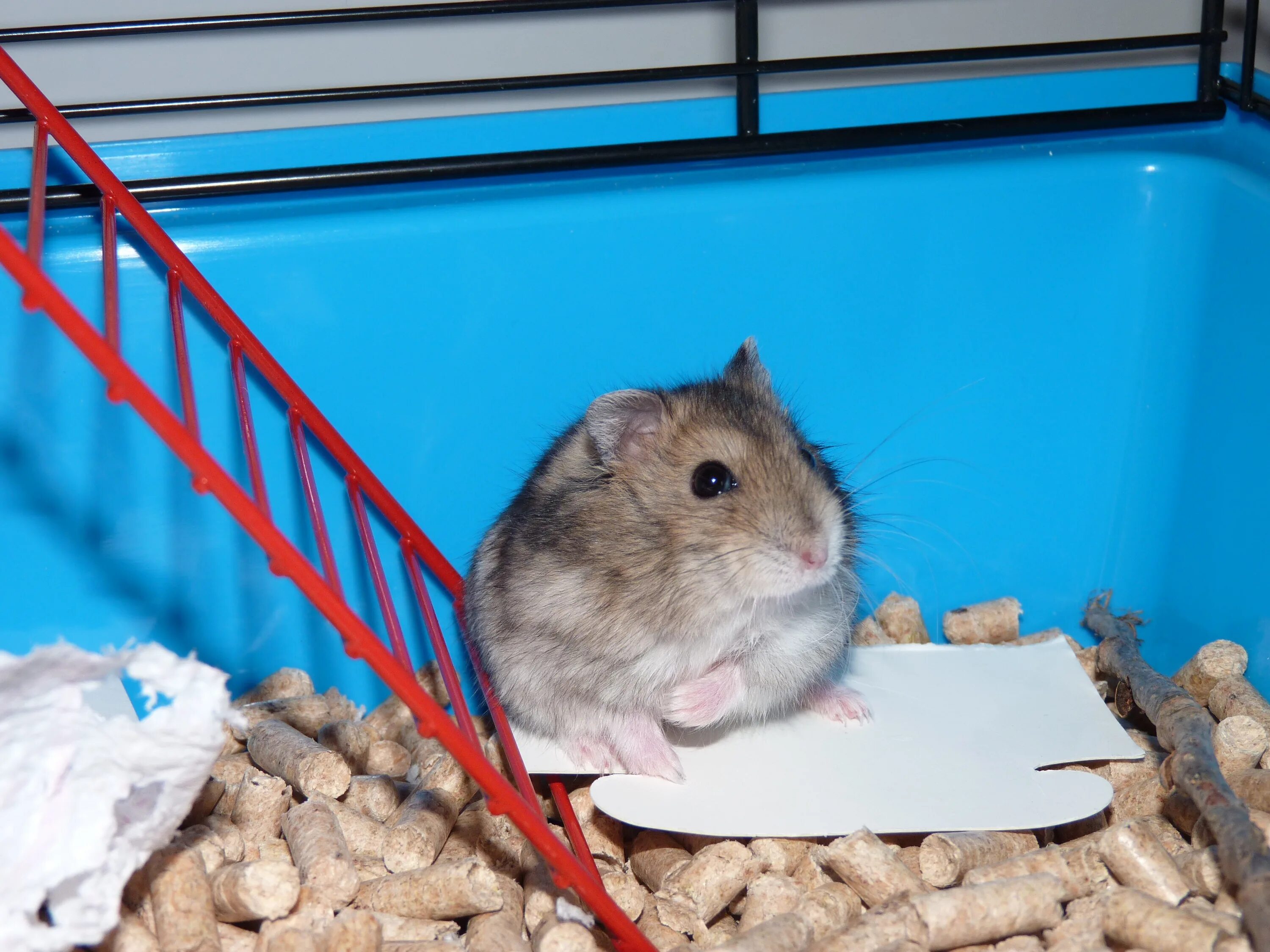 Сколько будет стоить токен hamster