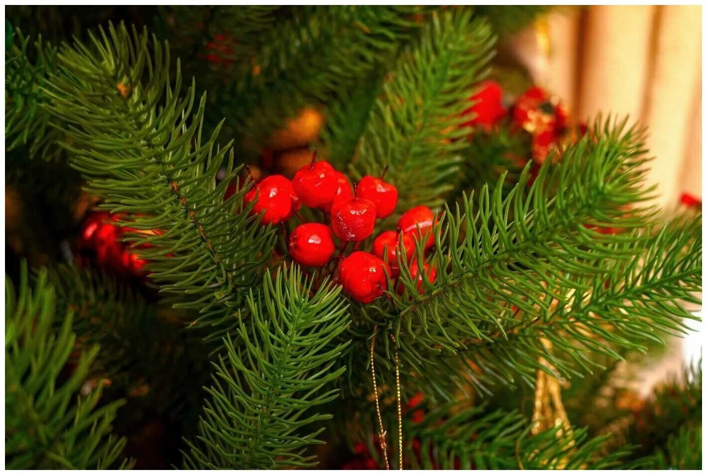 царь елка ель страсбург 2. царь елка фаворит 190 см. ель фаворит царь елка 220. 5. царь елка 190.