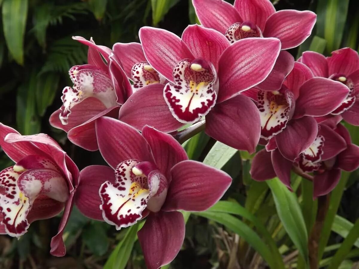 Орхидея цимбидиум как ухаживать. Орхидея Cymbidium. Цветок Цимбидиум. Фаленопсис Цимбидиум. Орхидея Цимбидиум бордо.