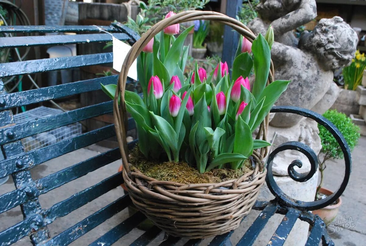Можно посадить тюльпаны в марте. Выгонка тюльпанов. Луковичные растения тюльпаны.