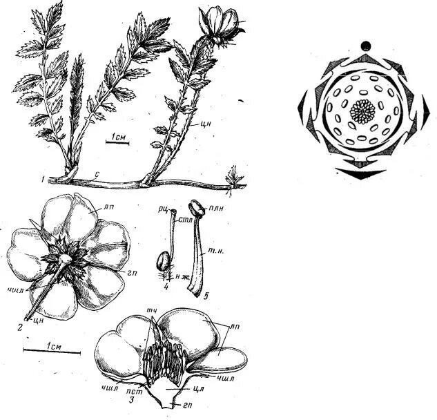 Диаграмма цветка хвойных растений. Лапчатка прямостоячая диаграмма цветка. Лапчатка серебристая диаграмма цветка. Лапчатка гусиная диаграмма цветка. Лапчатка диаграмма цветка.