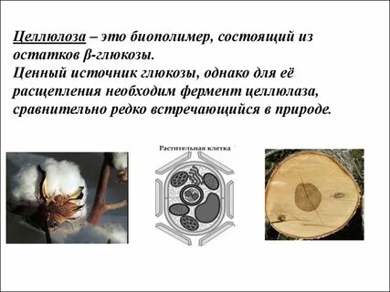 Целлюлоза это белок