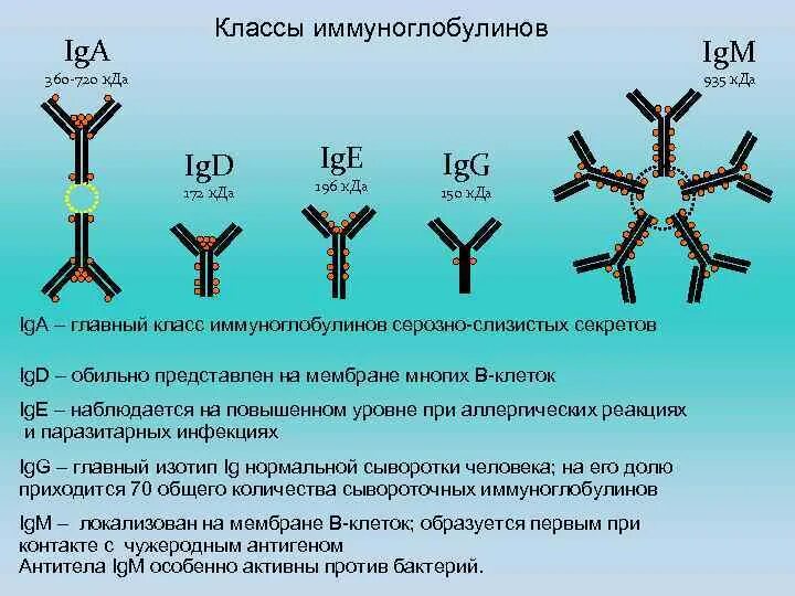 Иммуноглобулинов класса igg. Функции иммуноглобулинов микробиология. Строение иммуноглобулина микробиология. Валентность иммуноглобулинов IGM. Типы иммуноглобулинов и их функции.