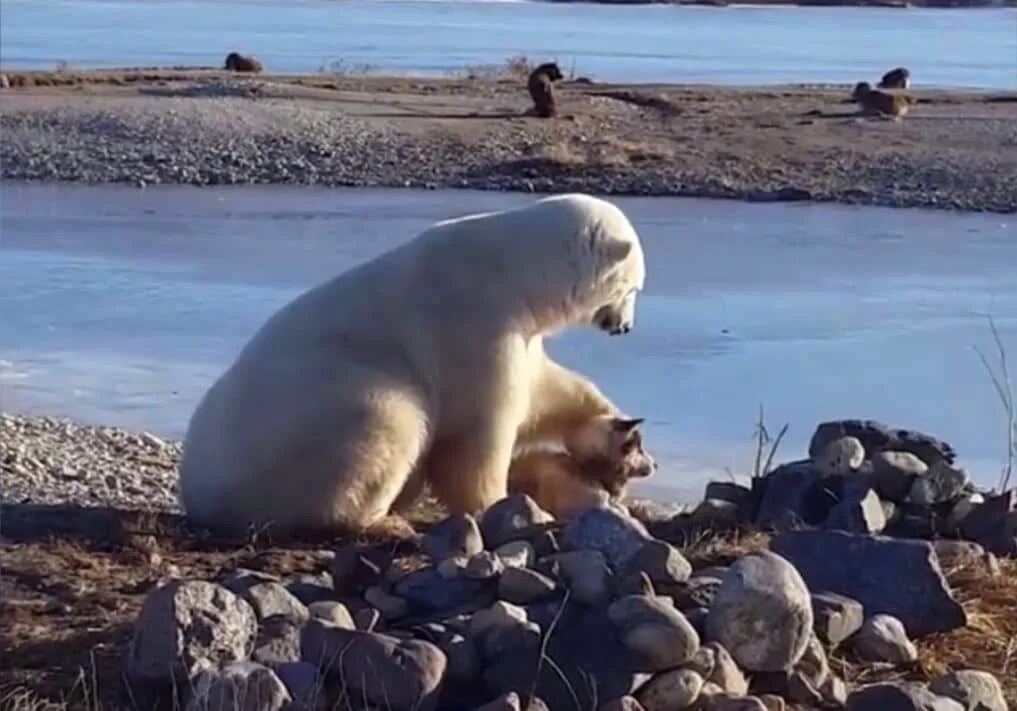 Видео собака привела медведей. Белый медведь. Полярный медведь. Собака белый медведь. Дружба белого медведя и собаки.
