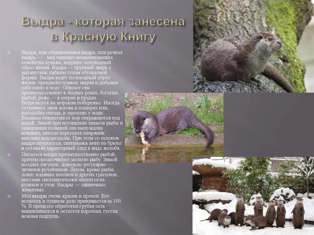 Млекопитающие занесенные в красную книгу