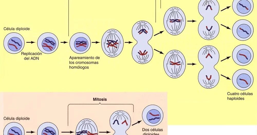 Митоз деление половых клеток. Жизненный цикл митоз мейоз схема. схемы фаз митоза и мейоза. митоз мейоз схема кратко. митоз мейоз схема таблица.