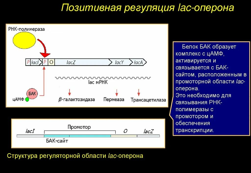 Лак оперон. Лак оперон