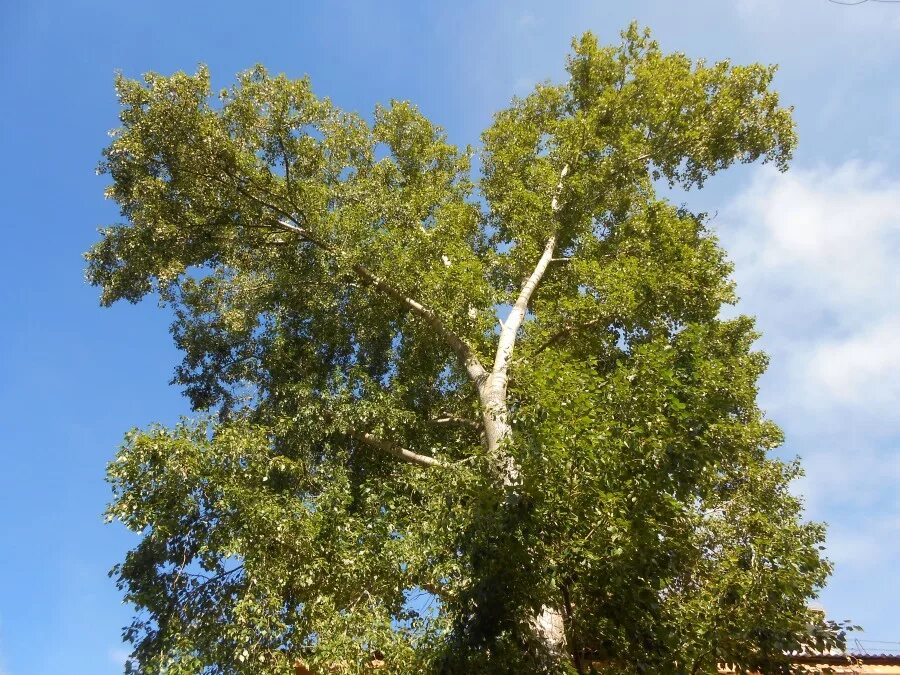 Тополь "пирамидально-осокоревый камышинский". Тополь пирамидальный серебристый. Тополь пирамидальный свердловский. Тополь пирамидальный окс. Тополь пирамидальный серебристый.