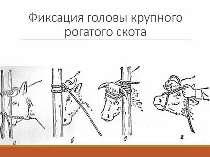 Понятие фиксация