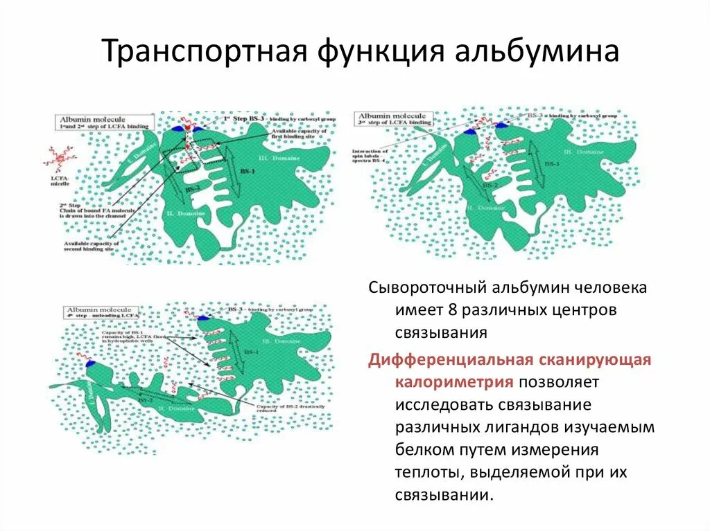 В чем проявляется транспортная функция. Транспортная функция альбумина. Альбумины функции. Транспортная роль альбумина. Одной из функций альбумина является.