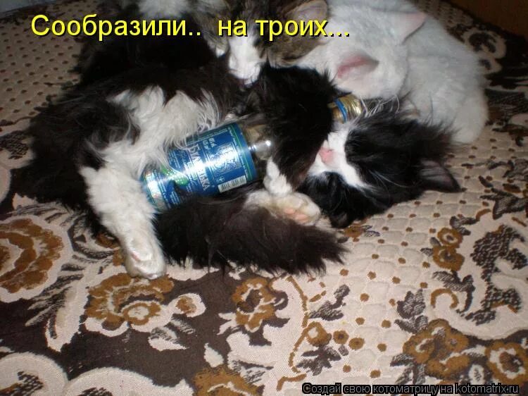 вдруг сообразить. журавлева кувырок через голову. главное при поклейке обоев чтобы пузырей. пора собраться и выпить. лев прикол.