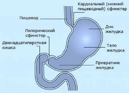 Клапан желудка