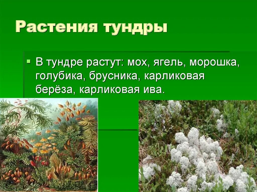 В какой природной зоне растет ива. Растительность тундры. Растения тундры. Растения тундровой зоны. Растения которые растут в тундре.