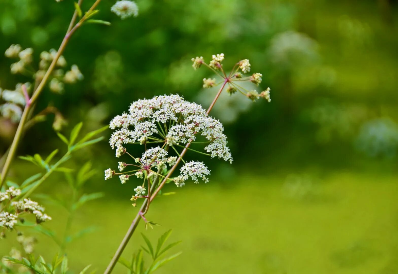 курай растение башкирский. реброплодник камчатский. борщевик и курай. борщевик и курай. борщевик сухой.