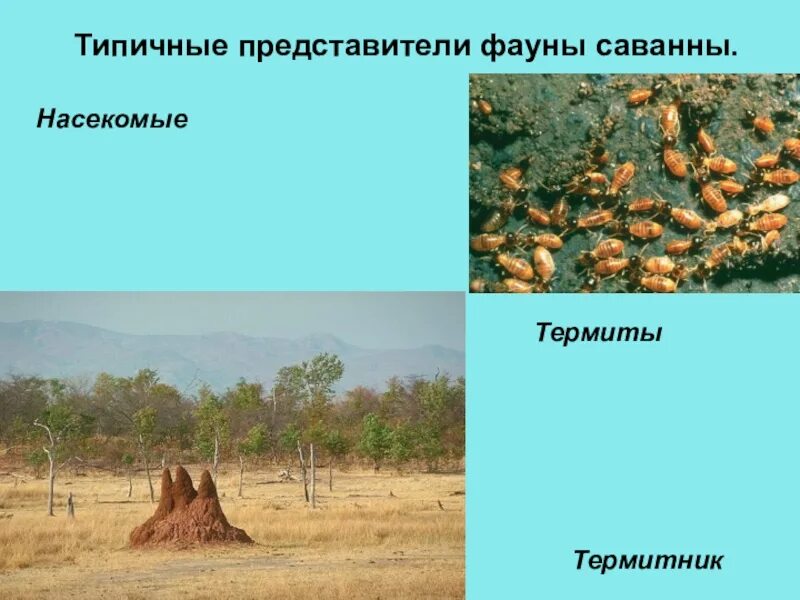 Типичные представители фауны саванн африки. Животный мир саванн евразии. Презентация на тему саванна. Типичные представители фауны саванн африки. Растительный и животный мир сава.