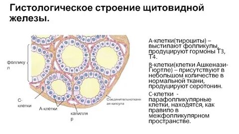 Фолликулы в срезе норма